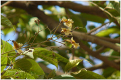 Stereospermum colais var. Colais